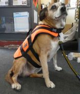 Baltic dog life jacket (extra large)